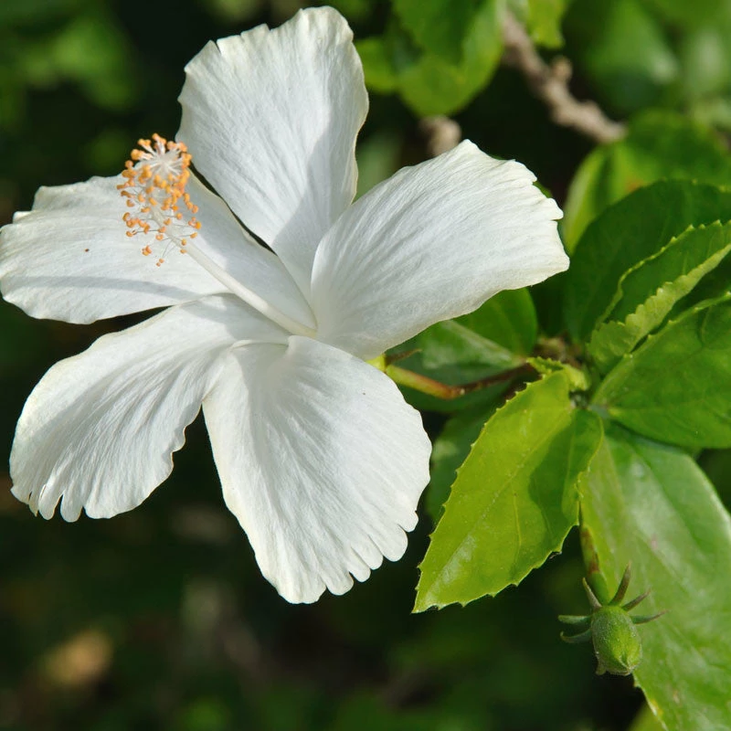 Exoticflora Hibiscus White Desi - Flowering Plants 2 Exoticflora Hibiscus White Desi - Flowering Plants