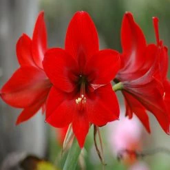 Exoticflora Amaryllis Lily Red - Flowering Plants All Flowering Plants
