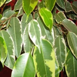 Exoticflora Ficus Bushy King- Ornamental Shrubs Indoor Plants