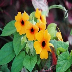 Exoticflora Thunbergia Alata/Black-Eyed Susan- Creepers & Climbers