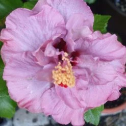 Exoticflora Hibiscus Purple DOUBLE - Flowering Shrubs