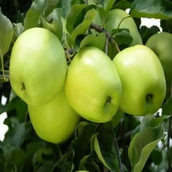 Exoticflora Apple Green (Grafted) - Fruit Plants & Tree Grafted Fruit Plants