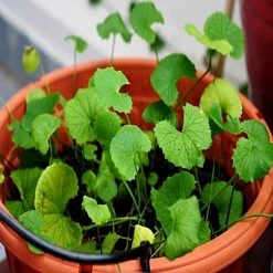 Exoticflora Centella Asiatica / Brahmi Big Leaf - Herbs Plant Indoor Plants