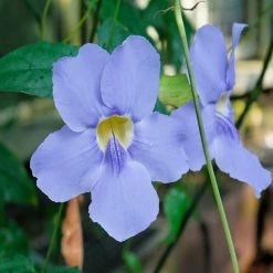 Exoticflora Thunbergia Grandiflora- Creepers & Climbers Creepers & Climbers Flowering