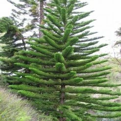 Exoticflora Christmas Tree /Araucaria - Avenue Trees
