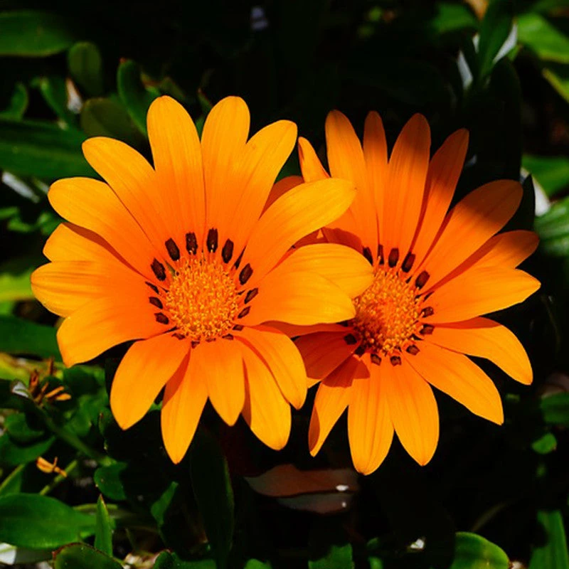 Exoticflora Gazania Orange- SEASONALS 2 Exoticflora Gazania Orange- SEASONALS