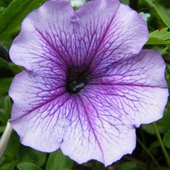 Exoticflora Petunia Light Purple - SEASONALS