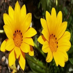 Exoticflora Gazania Yellow- SEASONALS All Flowering Plants