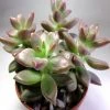 Exoticflora Indoor Plants Graptosedum Vera Higgins -Succulents