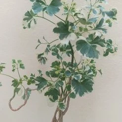 Exoticflora Aralia Snow Top - Indoor Plants