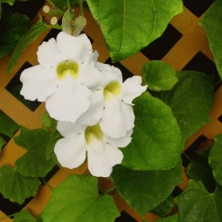 Exoticflora Thunbergia White - Creepers & Climbers