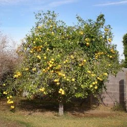 Exoticflora Grape Fruit Hybrid Red - Fruit Plants & Tree Vitamine Rich Fruit Plants