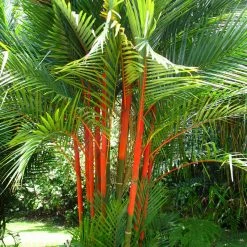 Exoticflora Cyrtostachys Renda C.lakka - Palms