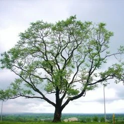 Exoticflora Kalpa Vriksha - Avenue Trees