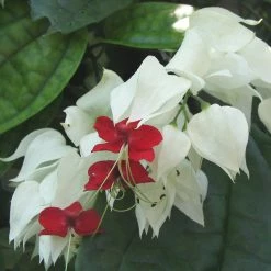 Exoticflora Bleeding Heart Vine White - Creepers & Climbers Creepers & Climbers Flowering