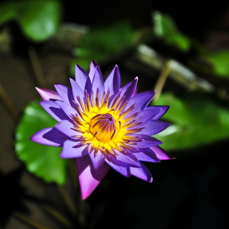 Exoticflora Water Lily Blue- Aquatic Plants 2 Exoticflora Water Lily Blue- Aquatic Plants