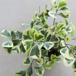 Exoticflora Indoor Plants Ficus Triangularis Variegata -Indoor/Outdoor-Ornamental Plants 5 Exoticflora Indoor Plants Ficus Triangularis Variegata -Indoor/Outdoor-Ornamental Plants