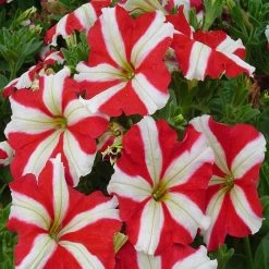 Exoticflora Petunia Red And White - SEASONALS All Flowering Plants