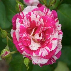 Exoticflora Julio Rose/Osiria Candlestripe Rose - Flowering Plant