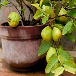 Exoticflora Guava Kg Guava(Grafted) -Big Size Plants
