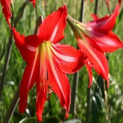 Exoticflora Amaryllis Lily Red - Flowering Plants All Flowering Plants