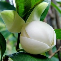 Exoticflora Perfuming Flowering Plants Magnolia Dwarf Coco - Flowering Shrubs
