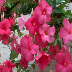 Exoticflora Creepers & Climbers Flowering Mandevilla Pink Single - Creepers & Climbers