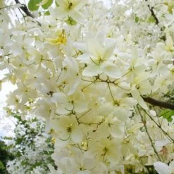 Exoticflora White Cassia Fistula / Rainbow Shower Tree - Avenue Trees All Flowering Plants