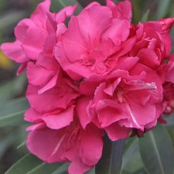 Exoticflora Nerium Red Double - Flowering Shrubs Year Round Flowering Plants