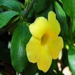 Exoticflora Allamanda Yellow/Wild Allamanda - Creepers & Climbers Creepers & Climbers Flowering