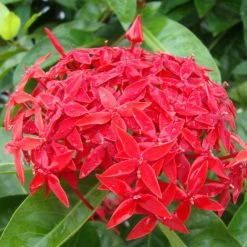 Exoticflora Year Round Flowering Plants Ixora Singapuri-hybrid-red - Flowering Shrubs
