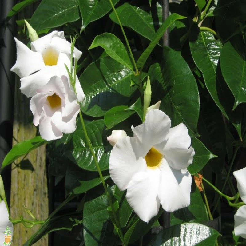 Exoticflora Mandevilla White Single - Creepers & Climbers Creepers & Climbers Flowering 3 Exoticflora Mandevilla White Single - Creepers & Climbers Creepers & Climbers Flowering