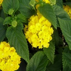 Exoticflora Lantana Yellow - Flowering Shrubs Year Round Flowering Plants