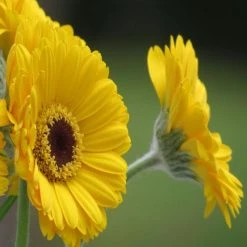 Exoticflora Gerbera Plant Yellow - Flowering Plants All Flowering Plants