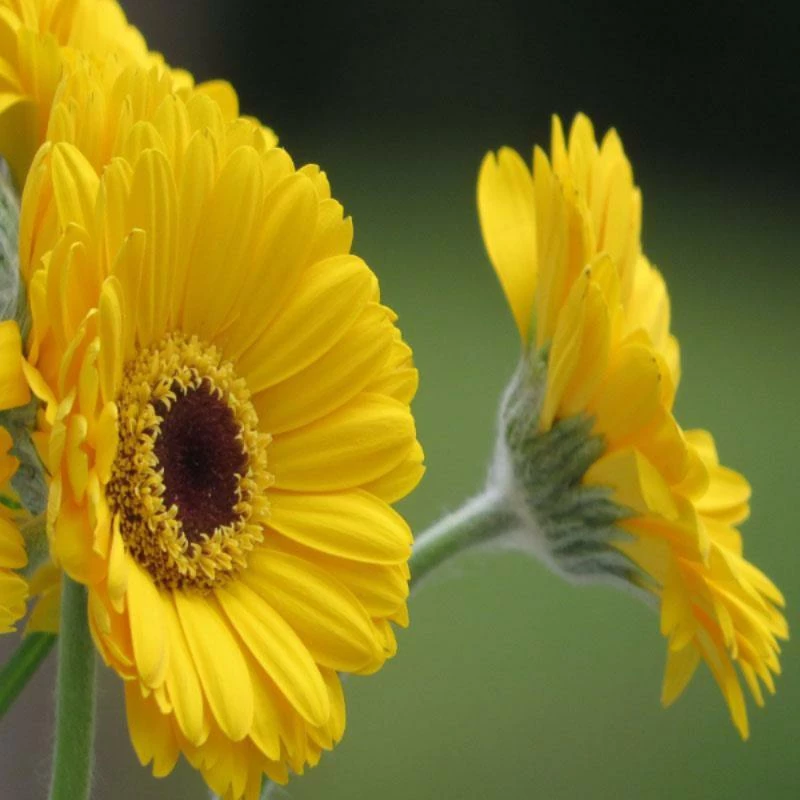 Exoticflora Gerbera Plant Yellow - Flowering Plants All Flowering Plants 2 Exoticflora Gerbera Plant Yellow - Flowering Plants All Flowering Plants