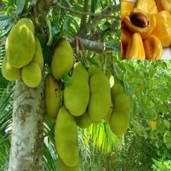 Exoticflora Grafted Fruit Plants Jack Fruit-Honey Panasa(Grafted) - Fruit Plants & Tree 5 Exoticflora Grafted Fruit Plants Jack Fruit-Honey Panasa(Grafted) - Fruit Plants & Tree