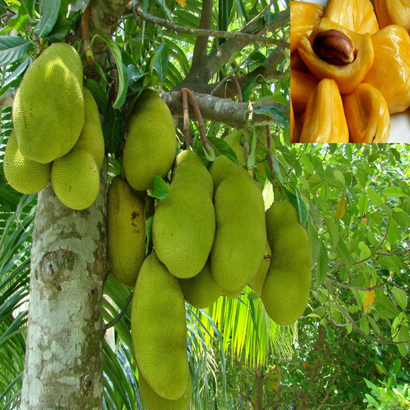 Exoticflora Grafted Fruit Plants Jack Fruit-Honey Panasa(Grafted) - Fruit Plants & Tree 3 Exoticflora Grafted Fruit Plants Jack Fruit-Honey Panasa(Grafted) - Fruit Plants & Tree