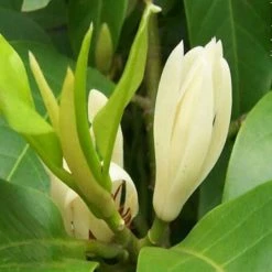 Exoticflora White Champaca / Magnolia Alba (Grafted) - Perfuming Plants