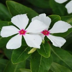 Exoticflora Periwinkle White- SEASONALS Year Round Flowering Plants