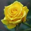 Exoticflora Yellow ROSE - Flowering Plants