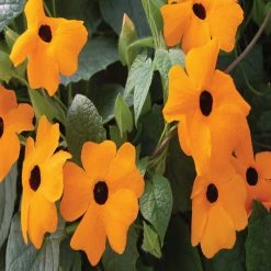 Exoticflora Thunbergia Alata/Black-Eyed Susan- Creepers & Climbers