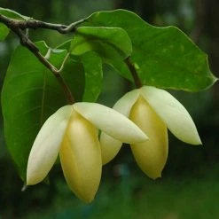 Exoticflora Magnolia Mutabilus - Flowering Shrubs