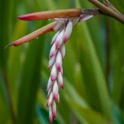 Exoticflora Alpinia Zerumbet - Ornamental Shrubs