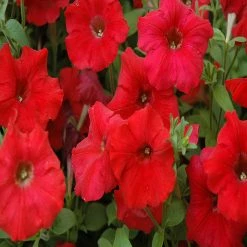 Exoticflora All Flowering Plants Petunia Red - SEASONALS