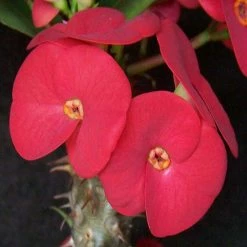 Exoticflora Euphorbia Milii/Crown Of Thorns New Hybrids Red- Cacti & Succulant Flowering Plants For Balcony
