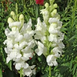 Exoticflora Antirrhinum White- SEASONALS Perfuming Flowering Plants