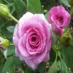 Exoticflora Floribunda Rose - Flowering Shrubs Year Round Flowering Plants 5 Exoticflora Floribunda Rose - Flowering Shrubs Year Round Flowering Plants
