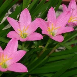 Exoticflora Rain Lily Pink- Flowering Plants