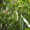 Exoticflora Mango Neelam(Grafted) - Fruit Plants & Tree