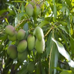 Exoticflora Mango Neelam(Grafted) - Fruit Plants & Tree